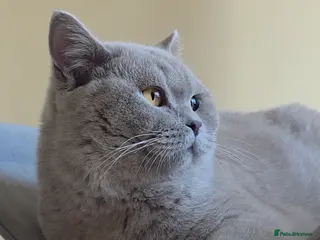 British Shorthair cats Closing of BSH cattery, 50% discount - Advert 8