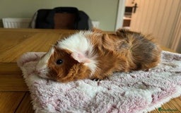 Guinea Pig rodents for sale: Pair of Female Guinea Pigs with cage - Image 11