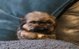 Shih Tzu dogs for sale: Ready now small/tiny Rare Brindle Imp Shih Tzu - Image 17