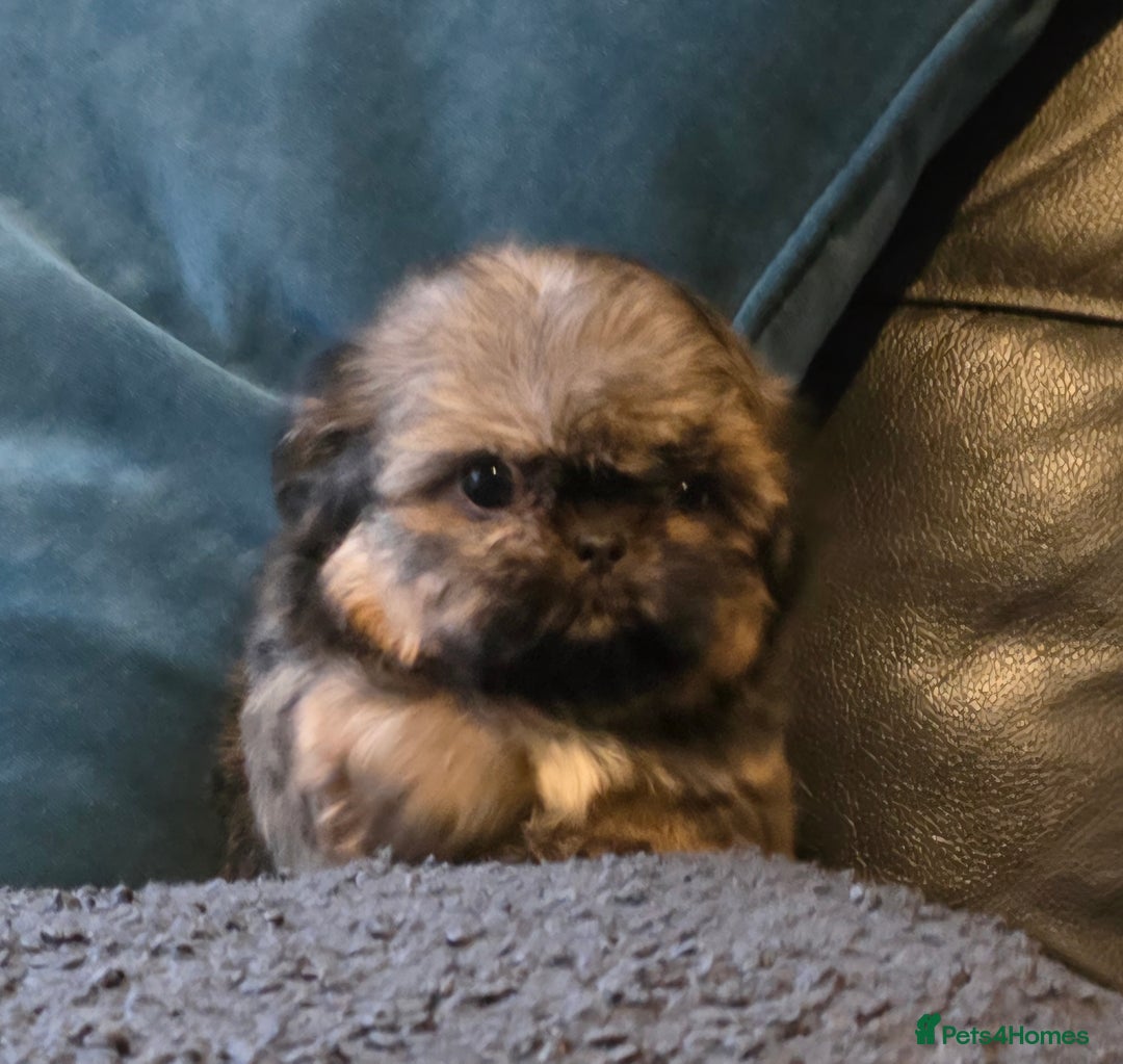 Shih Tzu dogs for sale: Ready now small/tiny Rare Brindle Imp Shih Tzu - Image 17