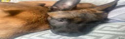 Belgian Shepherd Dog dogs for sale: Gorgeous puppies for sale - Advert 4