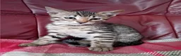 Bengal cats for sale: Bengal Kittens: Princess, Hunter & Friend - Advert 32