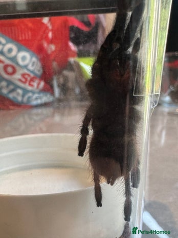 Tarantulas Invertebrates For Sale Pets4Homes tarantulas-invertebrates-for-sale-pets4homes