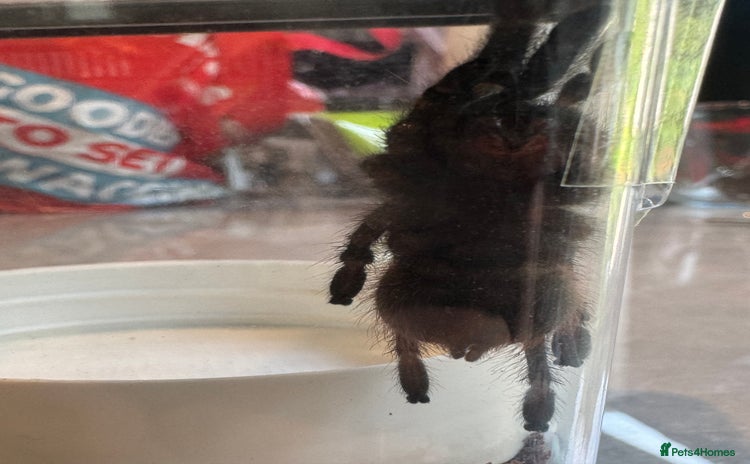 Tarantulas Invertebrates For Sale Pets4Homes Tarantulas Invertebrates For Sale Pets4Homes