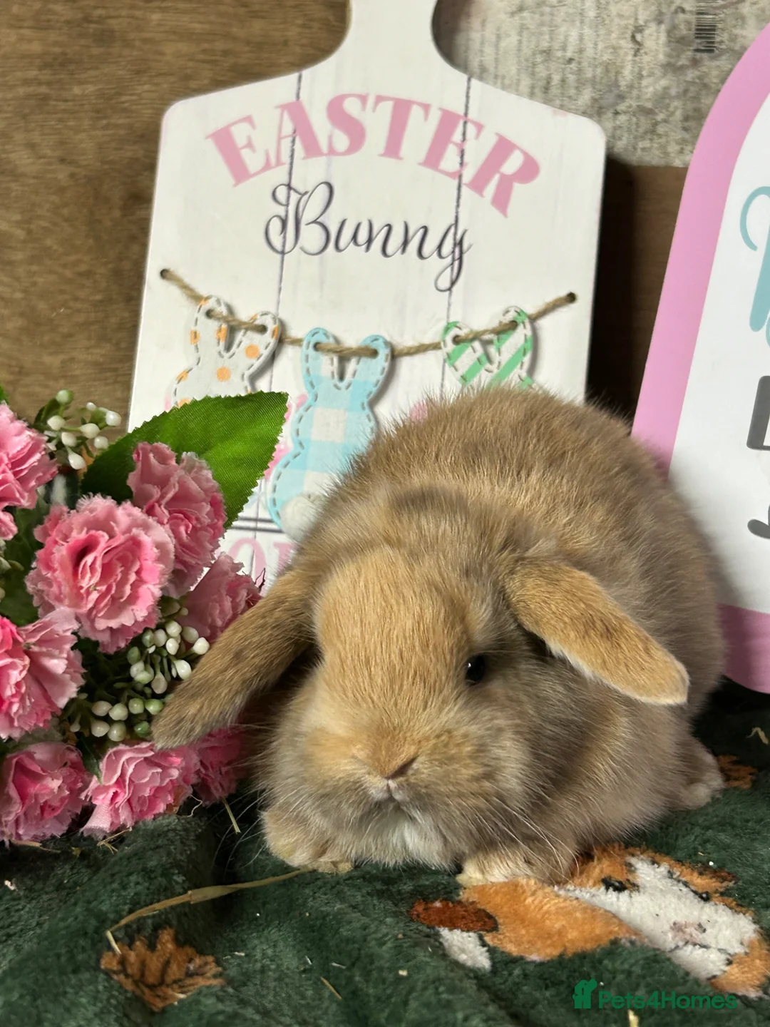 Mini Lop rabbits for sale: Beautiful Baby Mini Lops for sale  - Advert 1