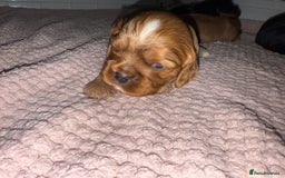 Cavalier King Charles Spaniel dogs for sale: Ruby boys kc cavalier King Charles puppies  - Image 39
