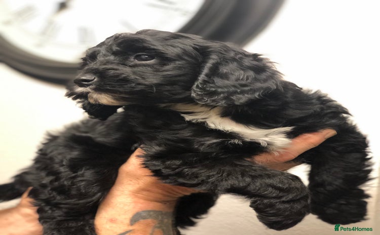 Cockapoo dogs Beautiful F1 cockapoo ready 1 boy 1 girl left  - Advert 12