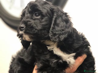 Cockapoo dogs Beautiful F1 cockapoo ready 1 girl left - Advert 14