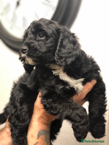 Cockapoo dogs Beautiful F1 cockapoo ready 1 boy 1 girl left - Advert 12