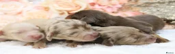 Miniature Dachshund dogs for sale: KC Longhair Miniature Dachshunds - Advert 5