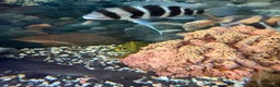Cichlids fish for sale: Mix of Tropical Fish with Tank  - Advert 5