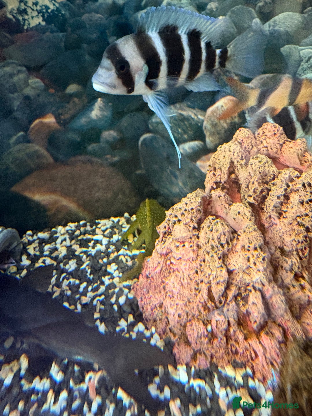 Cichlids fish for sale: Mix of Tropical Fish with Tank  - Advert 5
