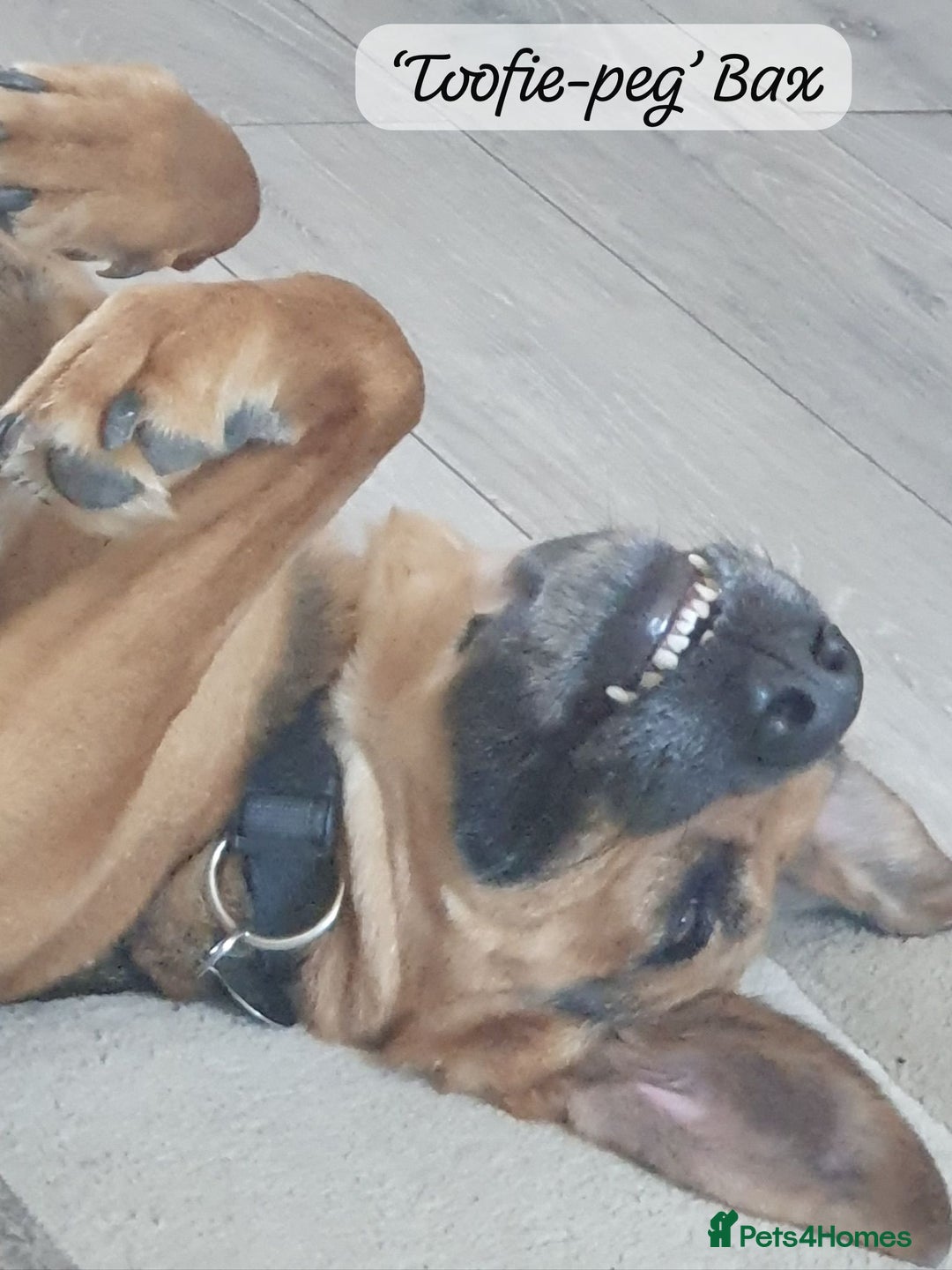 Mixed Breed dogs for adoption: Baxter, 5 yrs old boy. Available for adoption. - Image 17