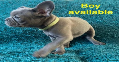 French Bulldog dogs - Advert 7
