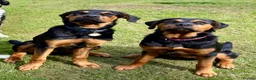Rottweiler dogs for sale: Rottweiler Puppies Available – 2 Girls & 1 Boy 🐾 - Advert 5