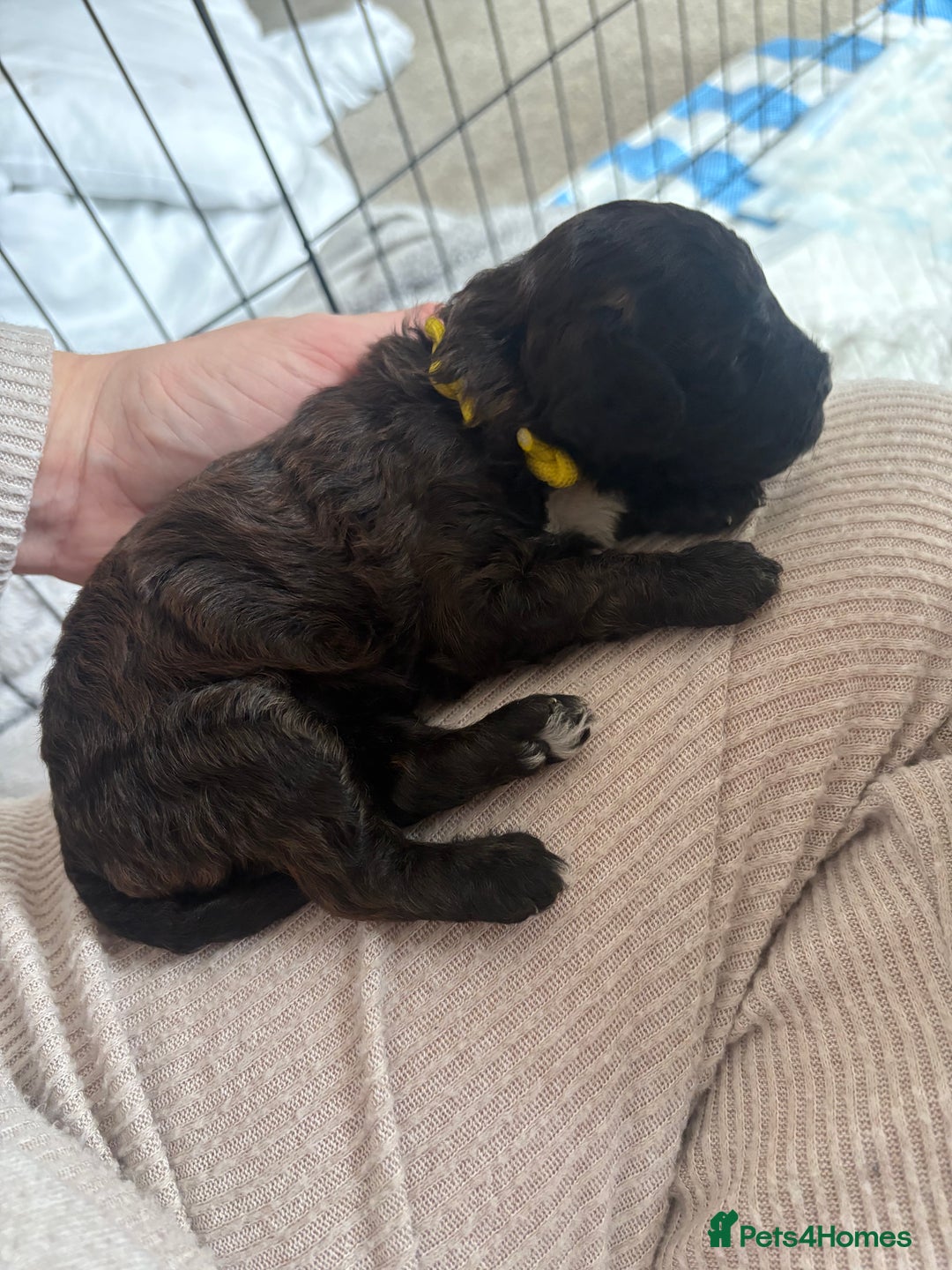 Cockapoo dogs for sale: Female f1b cockapoo puppies - Image 3