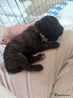 Cockapoo dogs - Advert 5