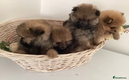 Pomeranian dogs for sale: READY NOW! kc reg STUNNING Pomeranian puppies  - Image 16