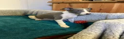 Whippet dogs for sale: Whippet  - Advert 4