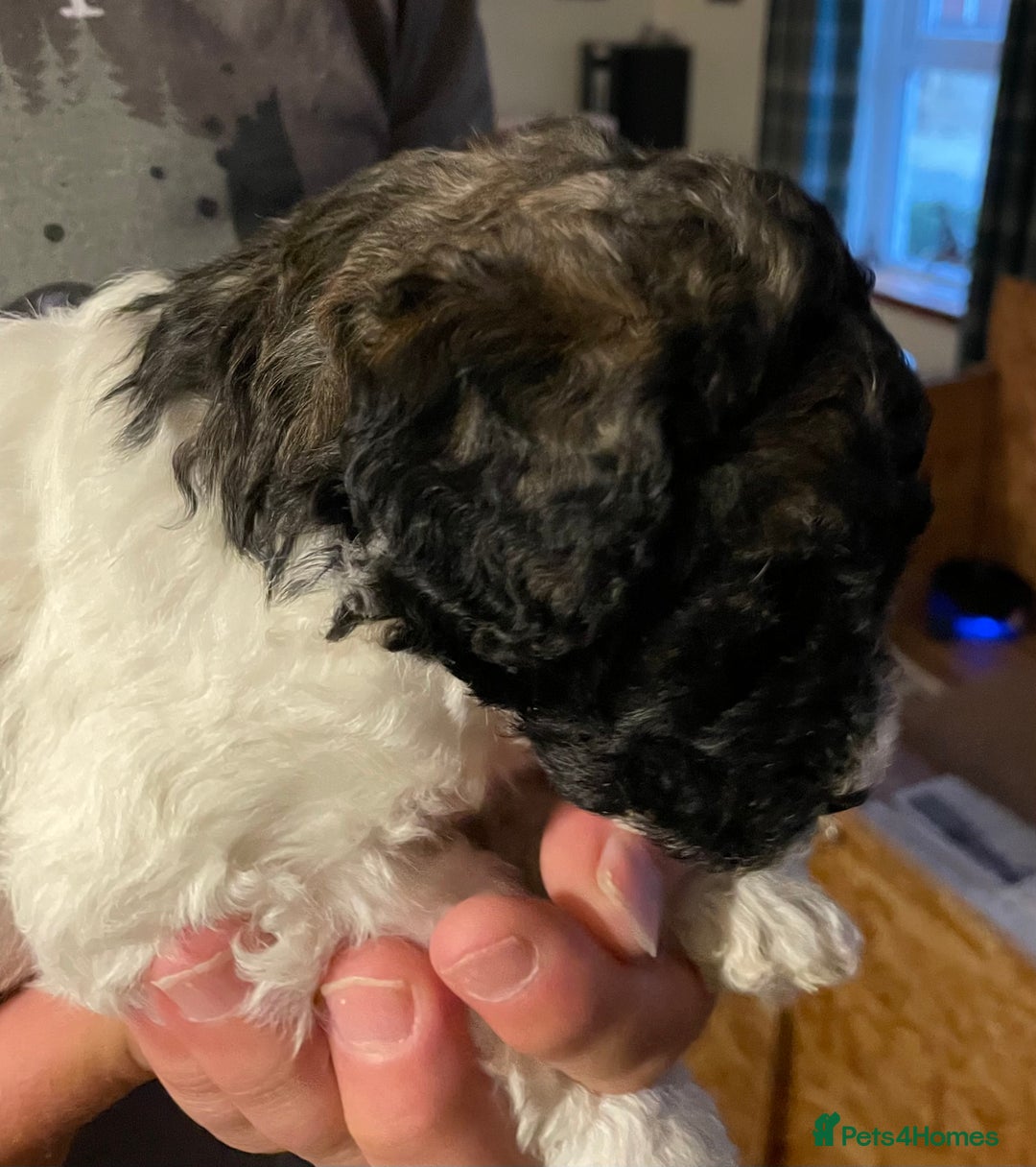 Mixed Breed dogs for sale: St Berdoodle ( St Bernard x Standard poodle) - Image 20