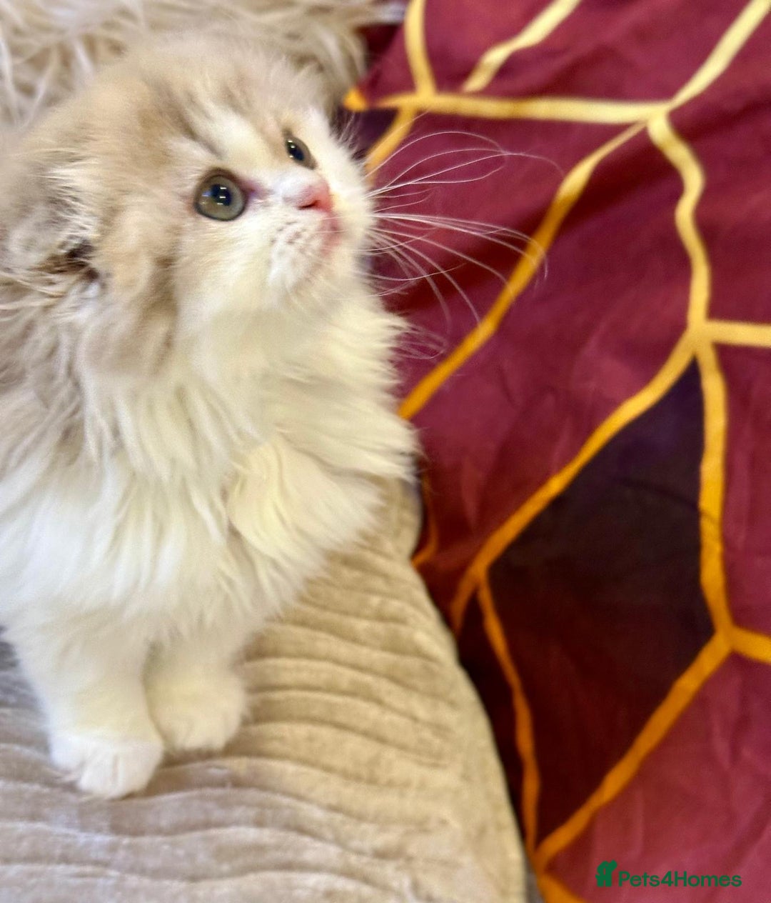 British Longhair cats for sale: 5 gorgeous baby mixed breed kittens  - Advert 9