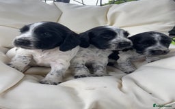 Sprocker dogs for sale: Sprocker Spaniel Puppies - Image 1