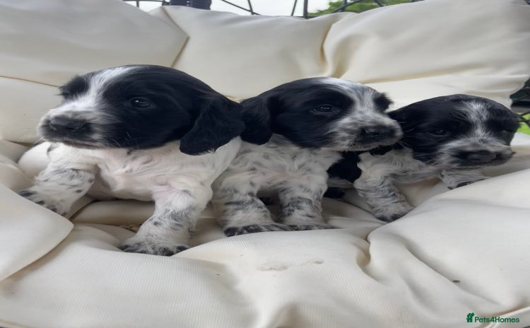 Sprocker dogs - Advert 1