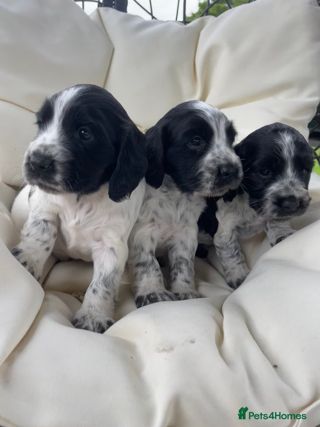 Sprocker dogs for sale: Sprocker Spaniel Puppies - Image 1