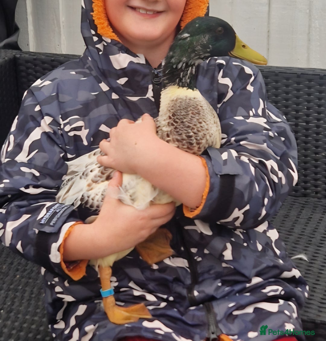 Ducks poultry for sale: Welsh Harelequin  - Advert 7