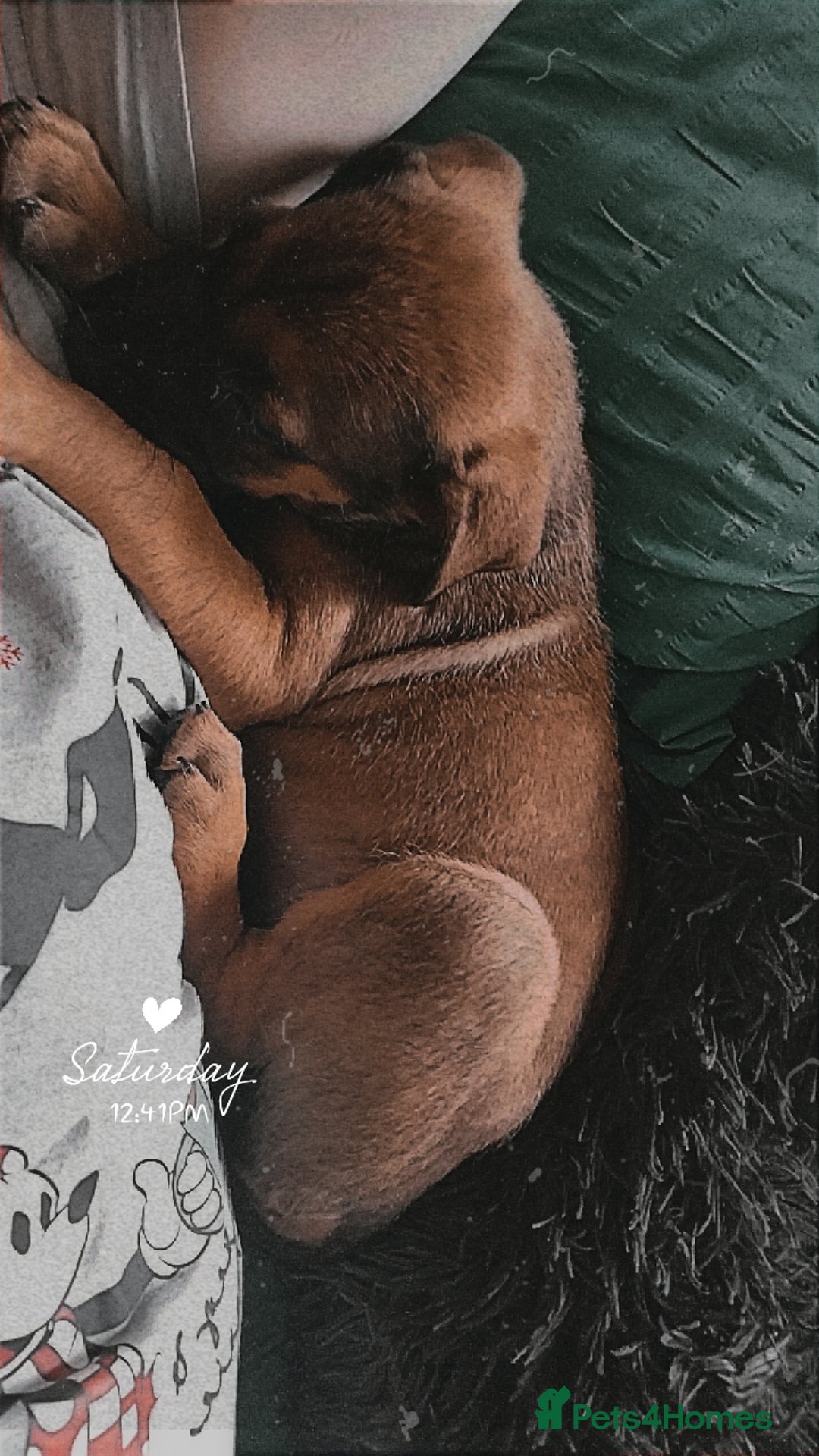 Cane Corso dogs for sale: Cane Corso  - Image 16