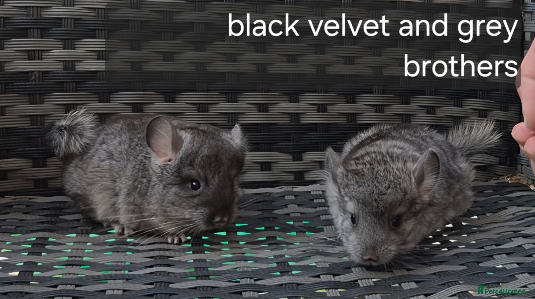 Chinchilla rodents Beautiful chinchillas - various colours - Advert 2