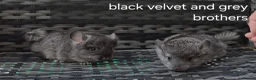 Chinchilla rodents for sale: Beautiful chinchillas - various colours - Advert 2