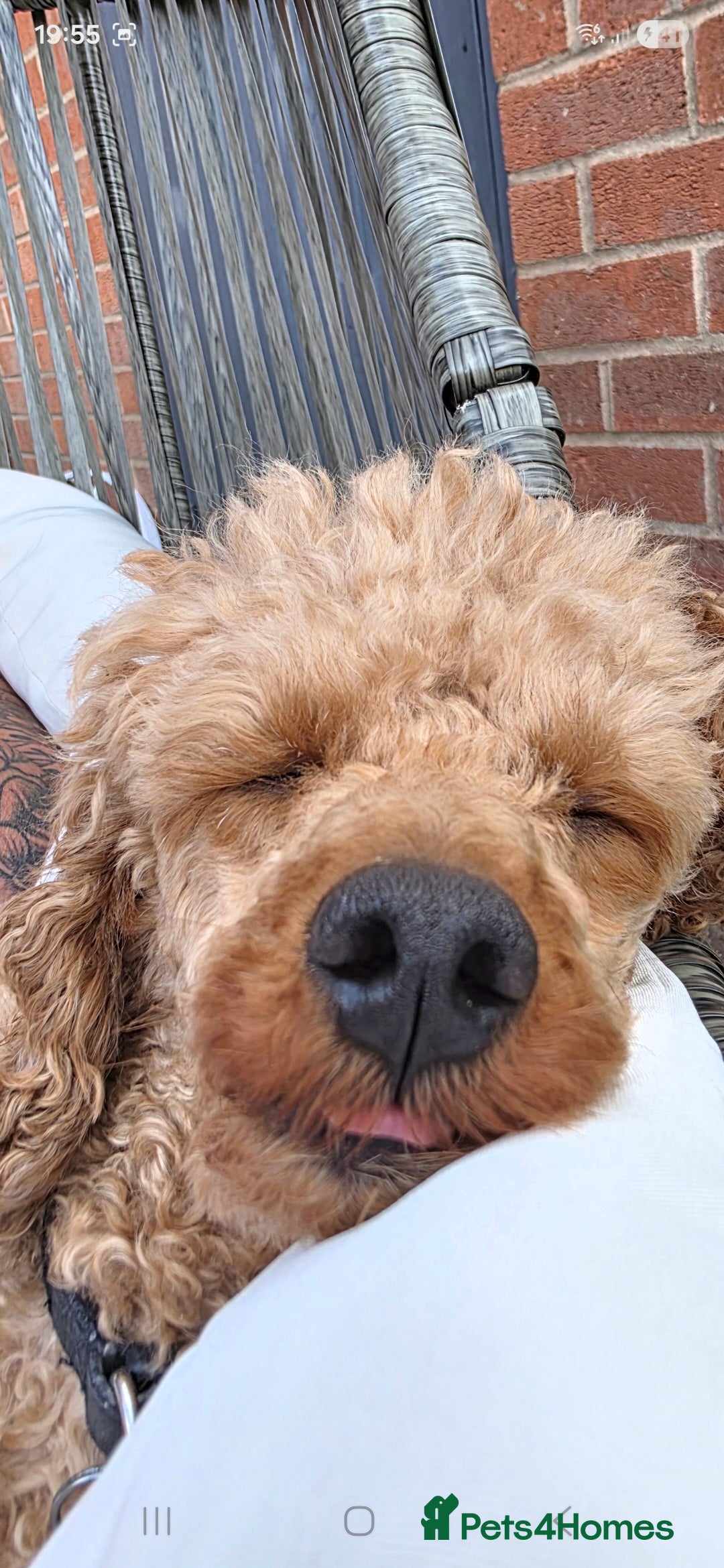 Toy Poodle dogs for stud: For stud toy poodle £125 - Image 2