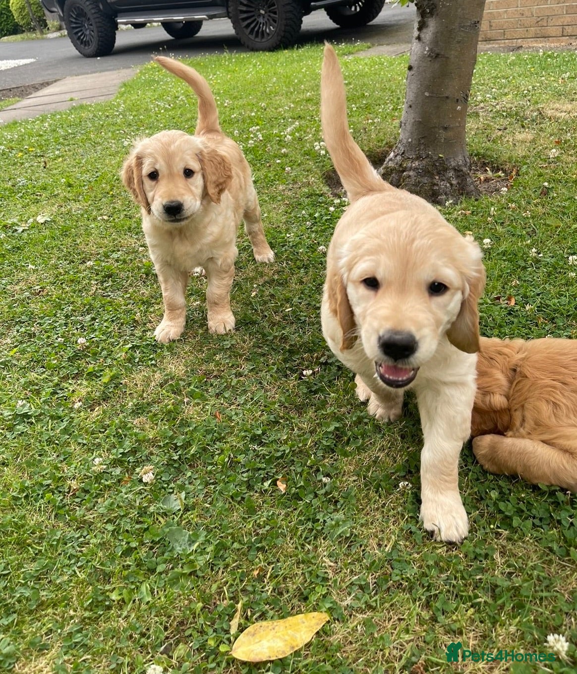 Golden Retriever dogs Golden Retriever Girls Looking for Homes - Advert 1