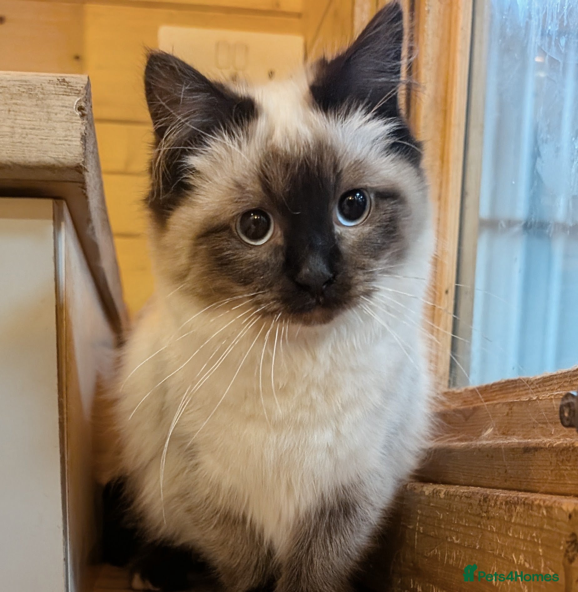 Ragdoll cats for sale: Ragdoll kittens - Advert 5