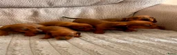 Miniature Dachshund dogs for sale: Miniature dachshund puppies  in Treharris - Advert 17