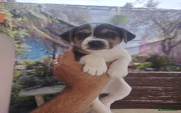 Jack Russell dogs for sale: Jack Russell puppies  - Image 5