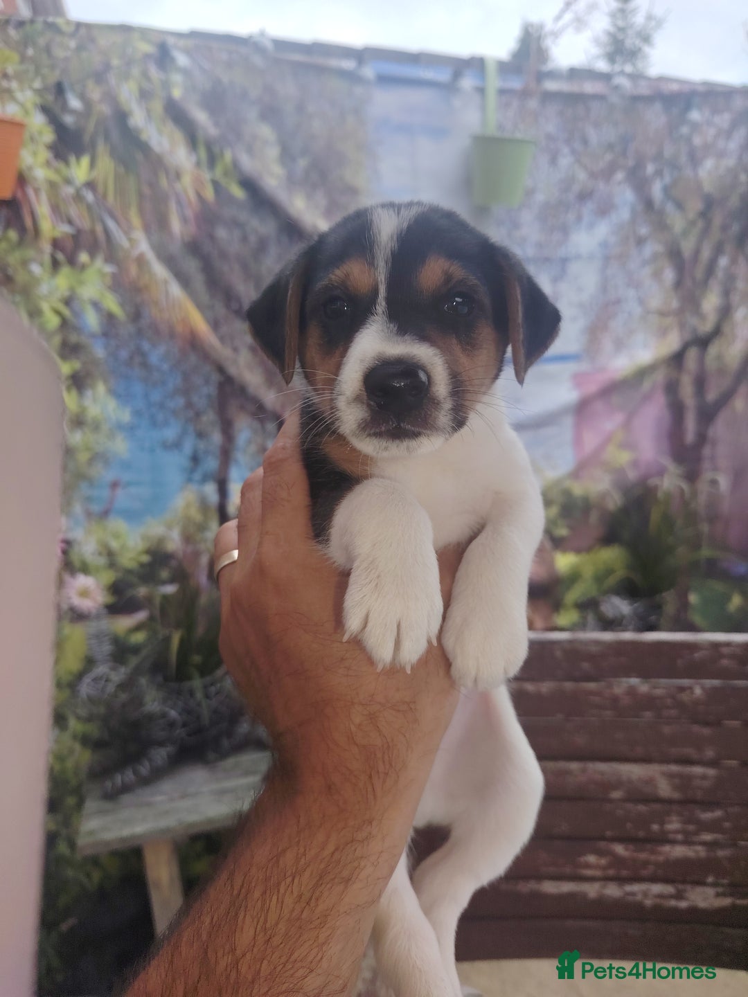 Jack Russell dogs for sale: Jack Russell puppies  - Image 5