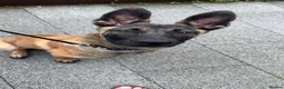 Belgian Shepherd Dog dogs for sale: 9 month old belgium malinois - Advert 9