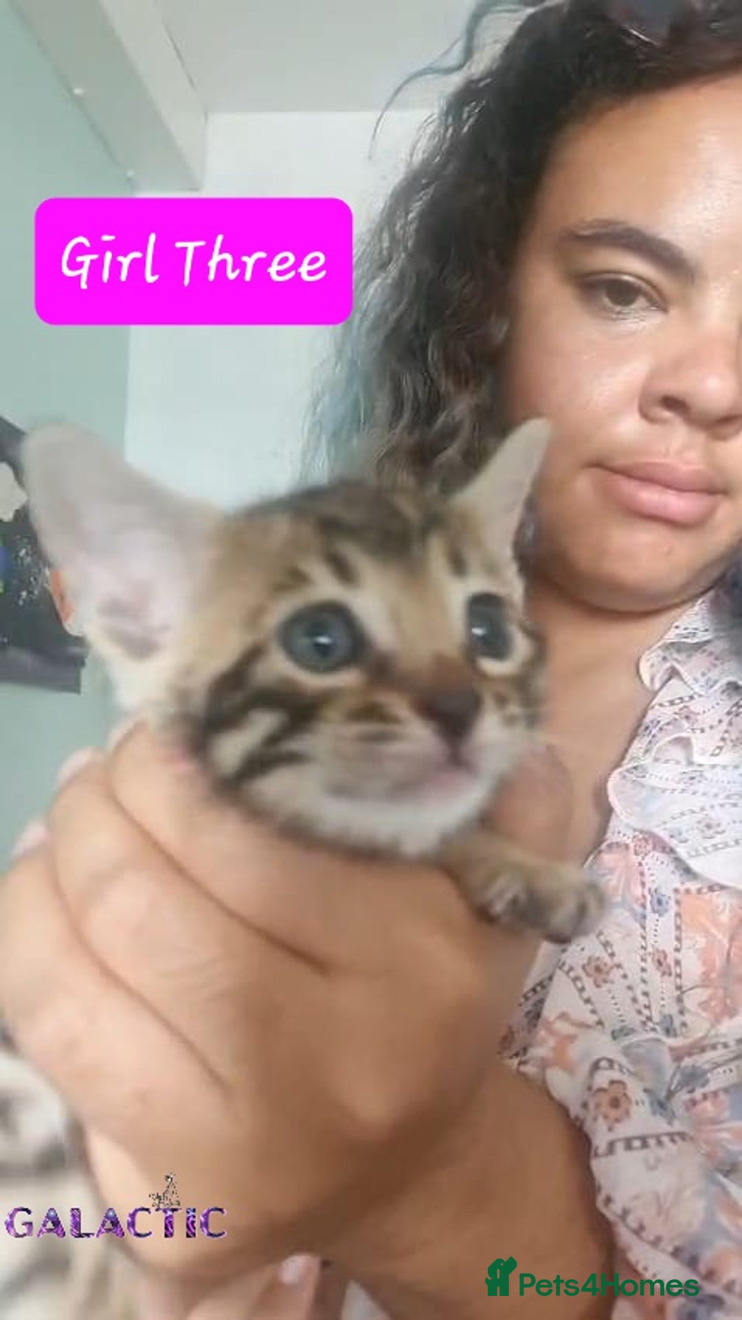 Bengal cats for sale: Beautiful Bengal Kittens  in Sutton - Image 18