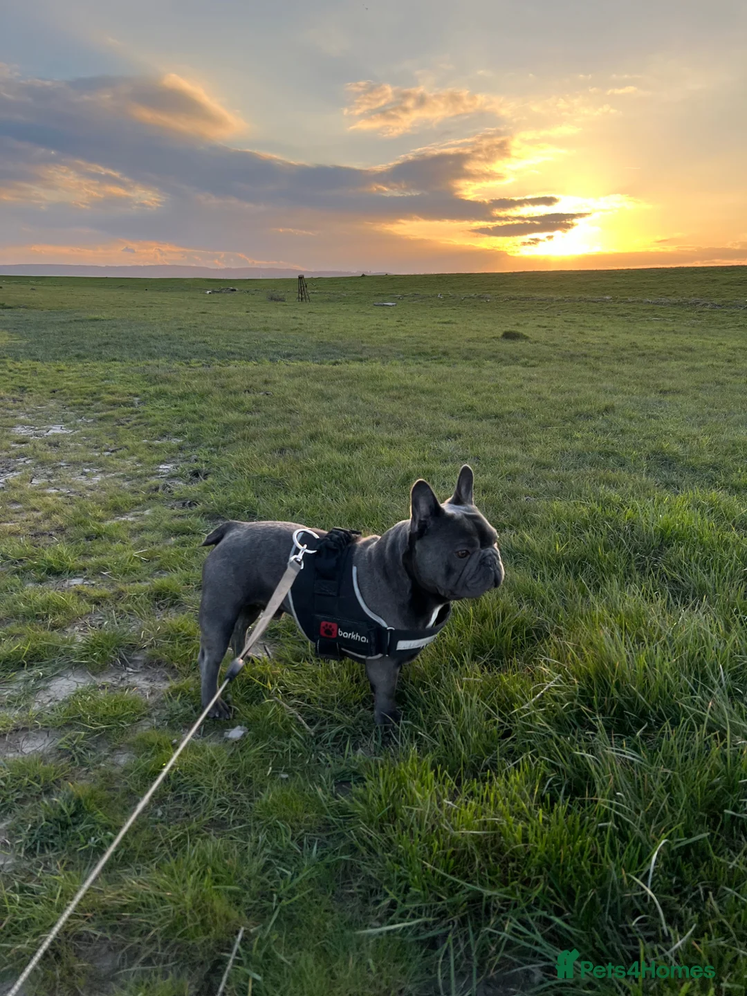 French Bulldog dogs for sale: 4 year old Bruno for rehome - Advert 2