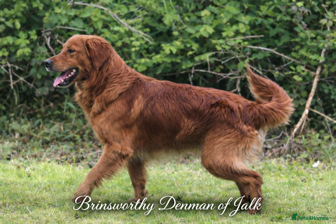 Golden Retriever dogs for sale: KC Golden Retriever Puppies - The Stranger Gang  - Advert 13