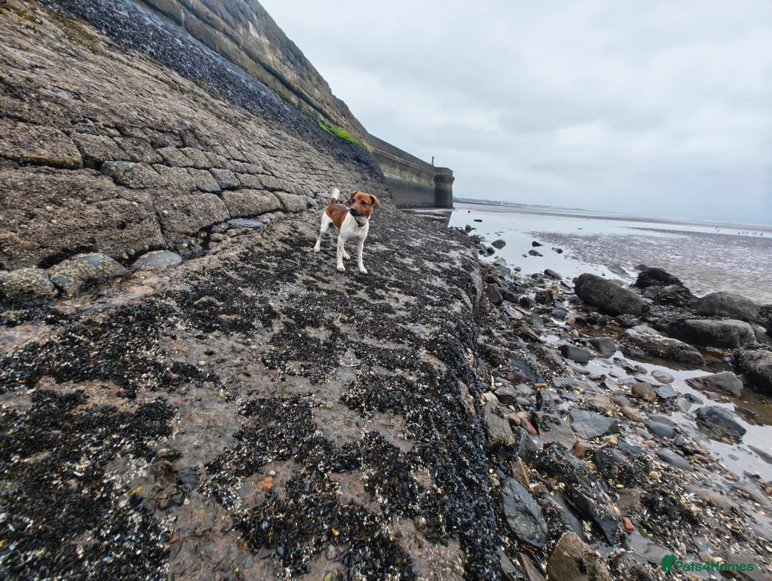 Parson Russell dogs for stud: Scrappy Jack For Stud - Advert 2