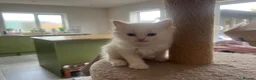Ragdoll cats for sale: ❤️Beautiful Ragdoll Kittens❤️ in Brentwood - Advert 5