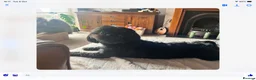 Shih Tzu dogs for stud: Beautiful Shih Tzu Boy for stud in Mansfield - Advert 2