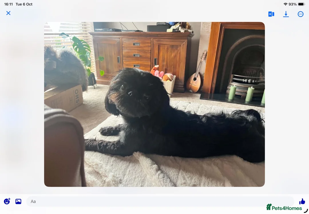Shih Tzu dogs for stud: Beautiful Shih Tzu Boy for stud in Mansfield - Advert 2