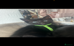 Domestic Shorthair cats for sale: 3 black tabby kitten for sale  - Image 4
