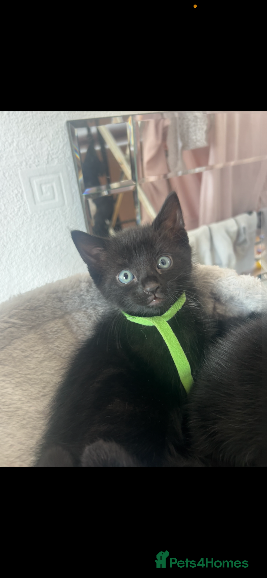 Domestic Shorthair cats for sale: 3 black tabby kitten for sale  - Image 4