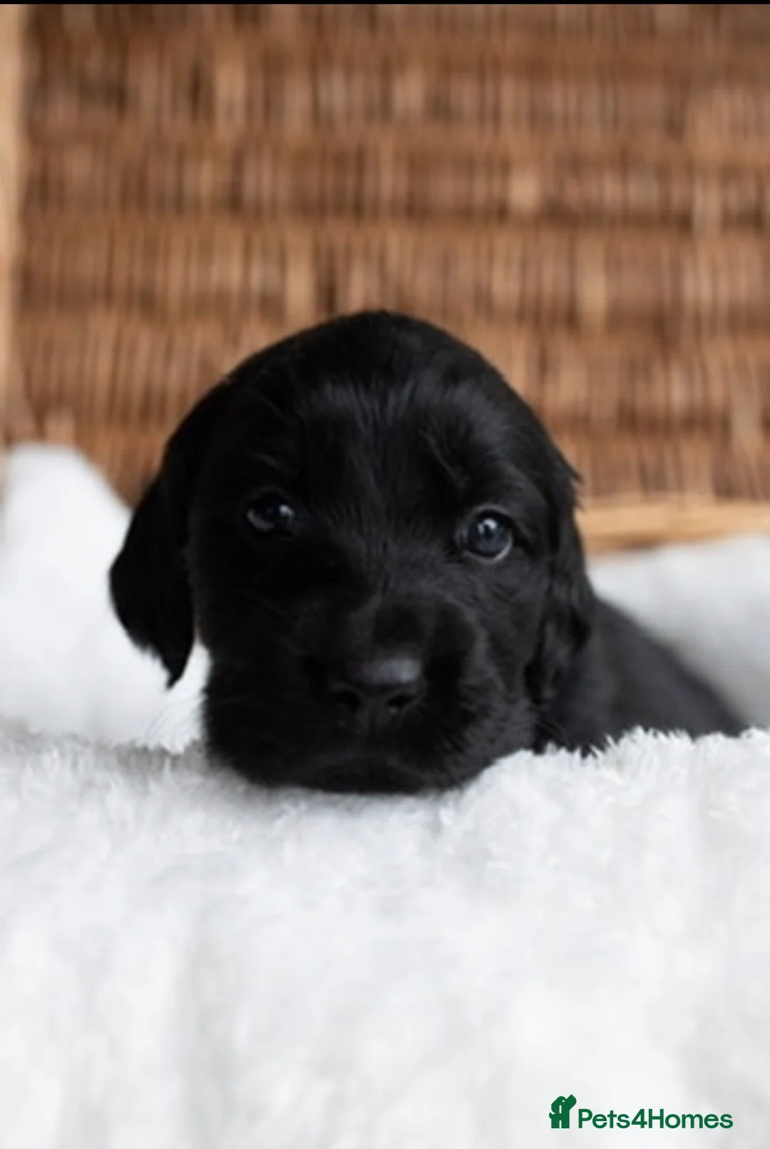 Mixed Breed dogs for sale: Golden flatties ❤️ ONLY LITTER IN UK ❤️ - Advert 1