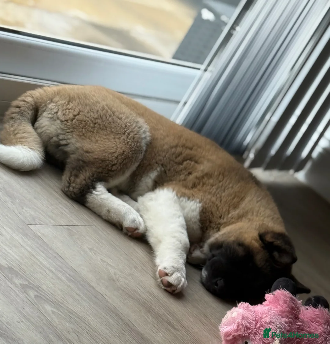 Akita dogs for sale: FEMALE AKITA PUPPY  - Advert 1